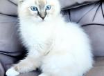 Females and males RAGDOLL kittens - Ragdoll Kitten For Sale - 