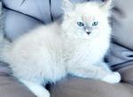 Ragdoll kittens - Ragdoll Kitten For Sale - 