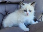 Male RAGDOLL kitten - Ragdoll Kitten For Sale - Seattle, WA, US
