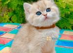 Coco - British Shorthair Kitten For Sale - 