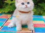 Coco - British Shorthair Kitten For Sale - Fairfax, VA, US