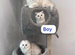 Purebred Scottish kittens - Scottish Fold Kitten For Sale - Minneapolis, MN, US