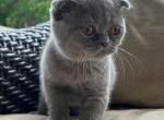 Loki - Scottish Fold Kitten For Sale - Arvada, CO, US