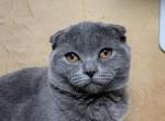 Lina - Scottish Fold Kitten For Sale - Arvada, CO, US