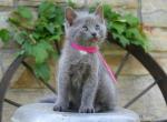 Pansy - Domestic Kitten For Sale - Reading, PA, US