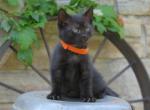 Poppy FREE - Domestic Kitten For Sale - Reading, PA, US