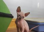 Spring kittens - Sphynx Kitten For Sale - Union City, NJ, US