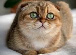 Rozie - Scottish Fold Cat For Sale - Vancouver, WA, US