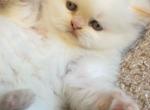 NoName - Persian Kitten For Sale - 