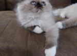 Smudgy - Ragdoll Kitten For Sale - Shawnee, OK, US