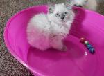 Princess - Ragdoll Kitten For Sale - Shawnee, OK, US