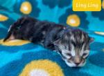 Ling Ling - Siberian Kitten For Sale - Clintwood, VA, US