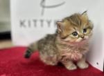 Tabby - British Shorthair Kitten For Sale - Englewood, CO, US