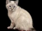 Polydactyl highbrid snow Bobcat - Pixie-Bob Kitten For Sale - Plainville, GA, US