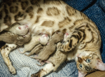 Khaleesis Babies - Bengal Kitten For Sale - 