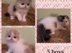 Litter of 3 - Persian Kitten For Sale - Boca Raton, FL, US