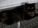 Black persian male kitten - Persian Kitten For Sale - Woodburn, IN, US