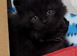 Bluey - Siberian Kitten For Sale - Delaware, OH, US