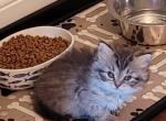 Tiny Tim - Siberian Kitten For Sale - Delaware, OH, US