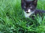 FREE KITTENS - Domestic Kitten For Sale - New Holland, PA, US