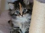 Smudge - Siberian Kitten For Sale - Delaware, OH, US