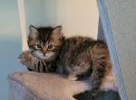 Cora - Siberian Kitten For Sale - Delaware, OH, US