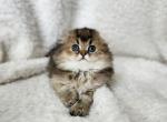 Scottish Fold Golden Chloe_ - Scottish Fold Kitten For Sale - Boston, MA, US