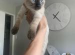 latte - Siamese Kitten For Sale - Mount Prospect, IL, US