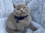 Kris - British Shorthair Kitten For Sale - Battle Ground, WA, US
