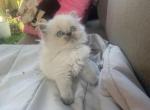 nela - Himalayan Kitten For Sale - Mount Prospect, IL, US