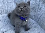 Jery - British Shorthair Kitten For Sale - Battle Ground, WA, US