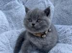 Kerry - British Shorthair Kitten For Sale - Battle Ground, WA, US