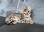 Zara Kittens - Savannah Kitten For Sale - Las Vegas, NV, US