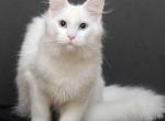 Nimizida - Maine Coon Kitten For Sale - Philadelphia, PA, US
