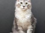 Malbert - Maine Coon Kitten For Sale - Virginia Beach, VA, US