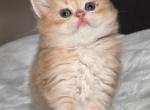 Peanut BRL - British Shorthair Kitten For Sale - Fairfax, VA, US