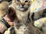 F4 beautiful Savannah female queen 3 months - Savannah Kitten For Sale - 