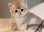 Tomris - British Shorthair Kitten For Sale - Fairfax, VA, US