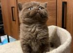 Beautiful chocolate kittens BSH - British Shorthair Kitten For Sale - 
