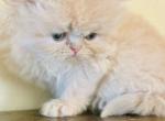 Cream baby girl - Persian Kitten For Sale - West Palm Beach, FL, US
