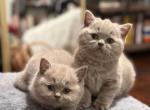 Lilac British shorthair kittens - British Shorthair Kitten For Sale - 