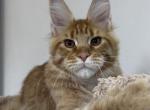 Konstantin - Maine Coon Kitten For Sale - Gurnee, IL, US