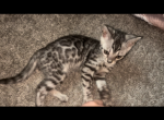 Silver Leopards - Bengal Kitten For Sale - 