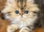 Reserved Goldy - Persian Kitten For Sale - Wisconsin Rapids, WI, US