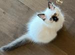 Seal Mitted Female Ragdoll - Ragdoll Kitten For Sale - Columbia, PA, US