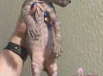 Salem the Sphynx - Sphynx Kitten For Sale - 