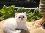 Lola - British Shorthair Kitten For Sale - Fairfax, VA, US