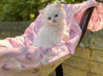 Pamuk BRL - British Shorthair Kitten For Sale - Fairfax, VA, US