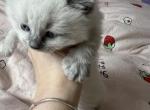 Chloe - Ragdoll Kitten For Sale - Syracuse, NY, US