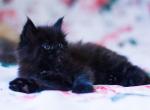 Dexter - Maine Coon Kitten For Sale - Brooklyn, NY, US
